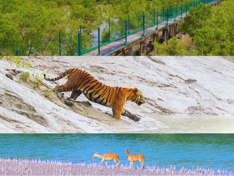 Kolkata with Sundarban mangrove safari tour