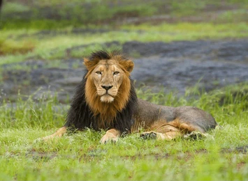 Theme based tours — wildlife, pilgrimage and adventure
