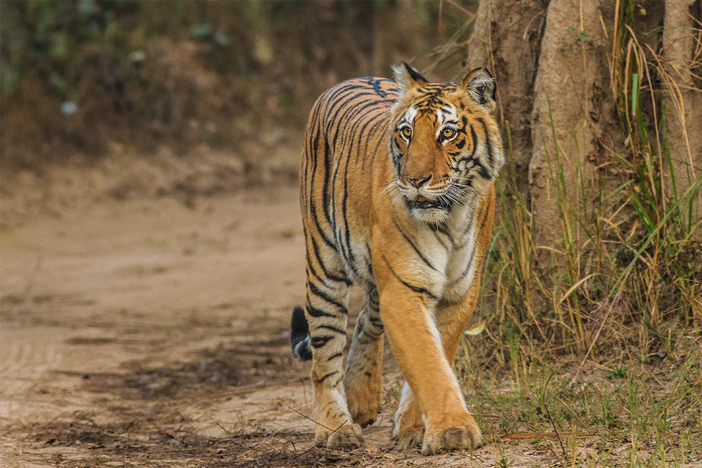 Wildlife